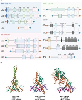 E-box binding transcription factors in cancer